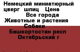 Немецкий миниатюрный(цверг) шпиц › Цена ­ 50 000 - Все города Животные и растения » Собаки   . Башкортостан респ.,Октябрьский г.